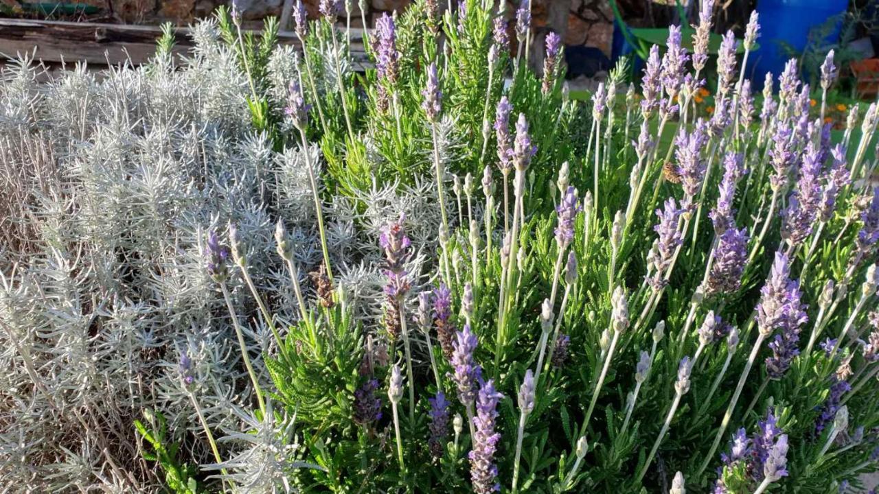 Tulisevica Mary'S Gardenヴィラ エクステリア 写真
