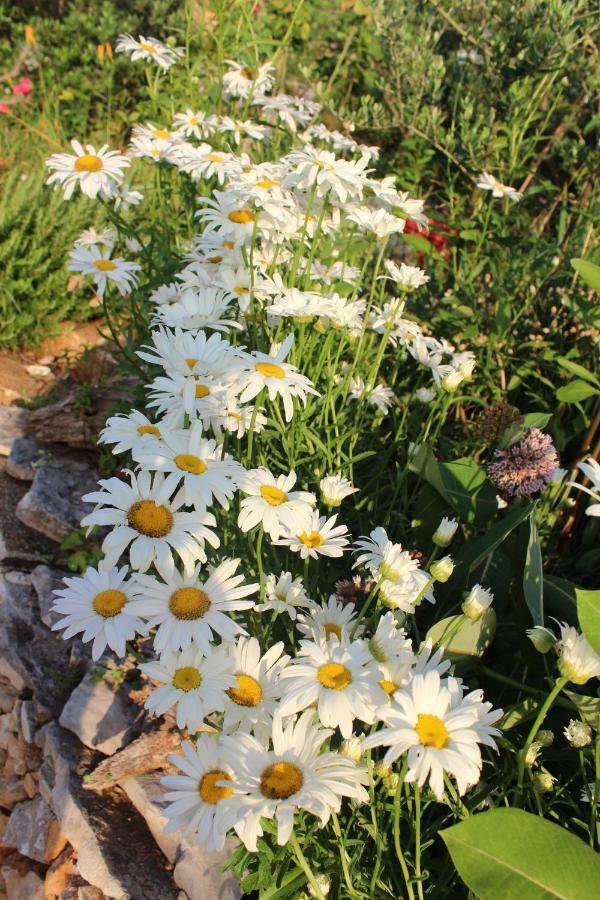 Tulisevica Mary'S Gardenヴィラ エクステリア 写真