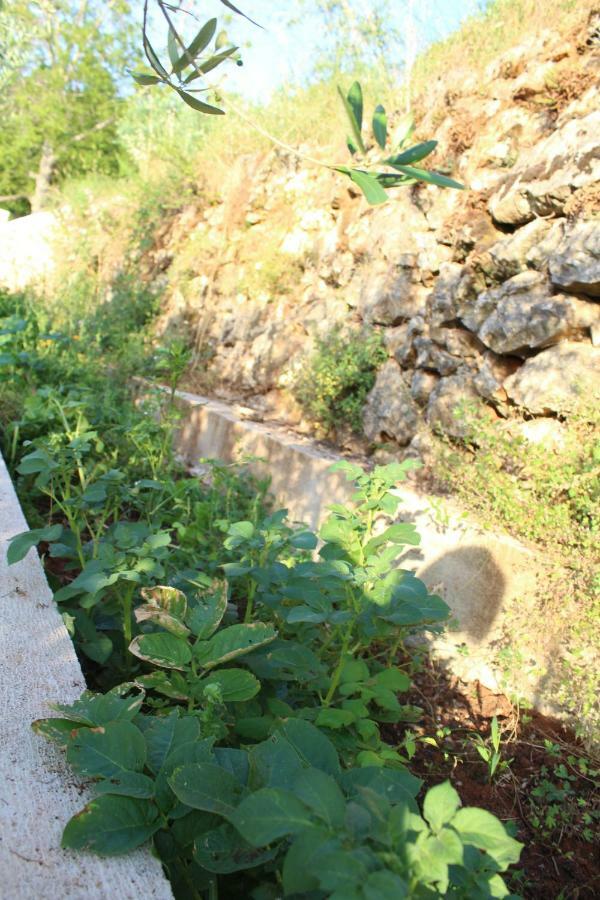 Tulisevica Mary'S Gardenヴィラ エクステリア 写真